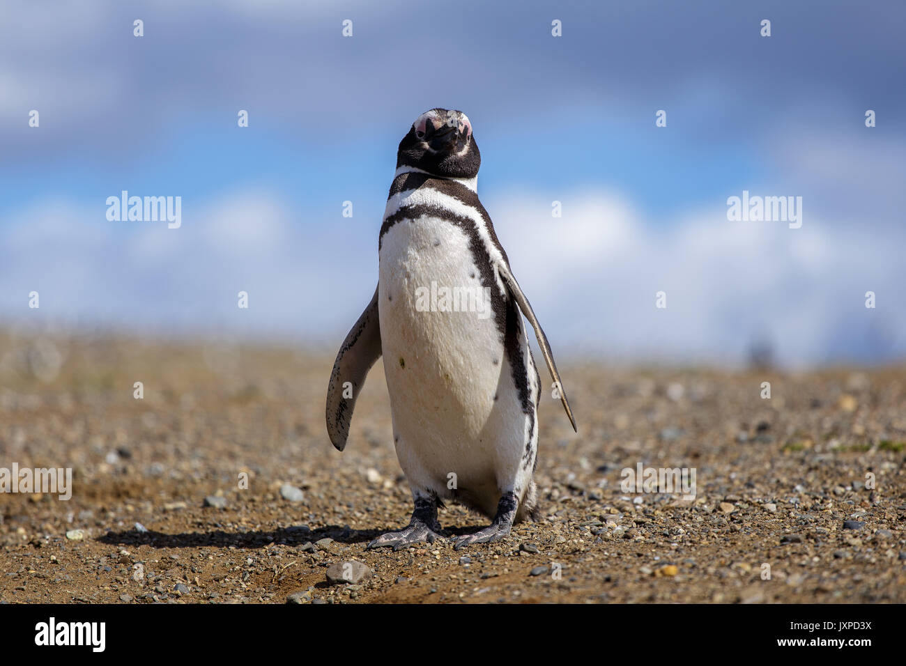 Magellanic penguin in Isla Magdalane im südlichen Patagonien in Chile Stockfoto