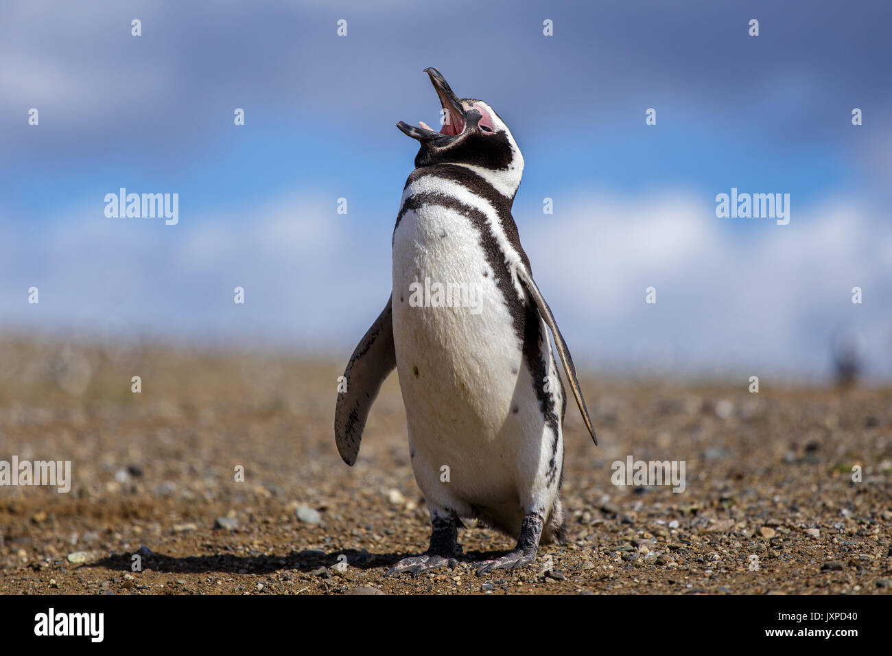 Magellanic penguin in Isla Magdalane im südlichen Patagonien in Chile Stockfoto