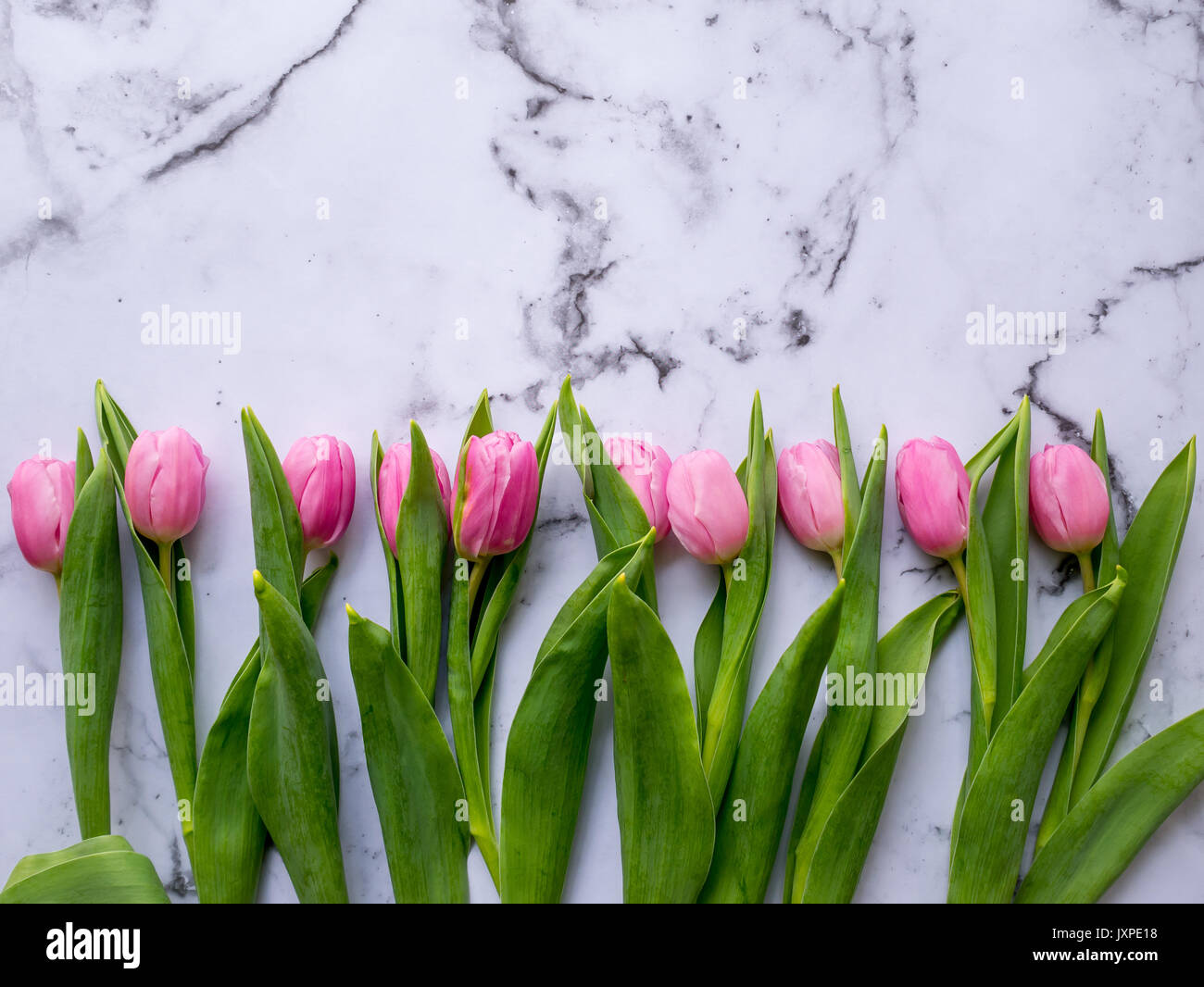 Rosa Tulpen in einer Linie auf einem Marmortisch angeordnet. Flach. Querformat. Stockfoto