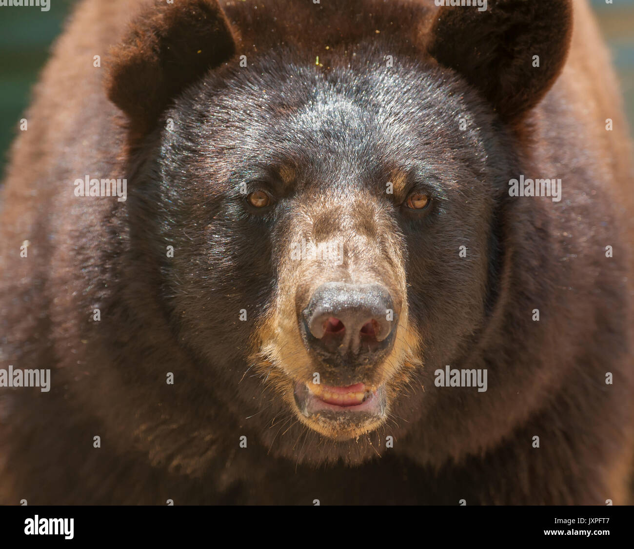 Captive Black Bear Stockfoto