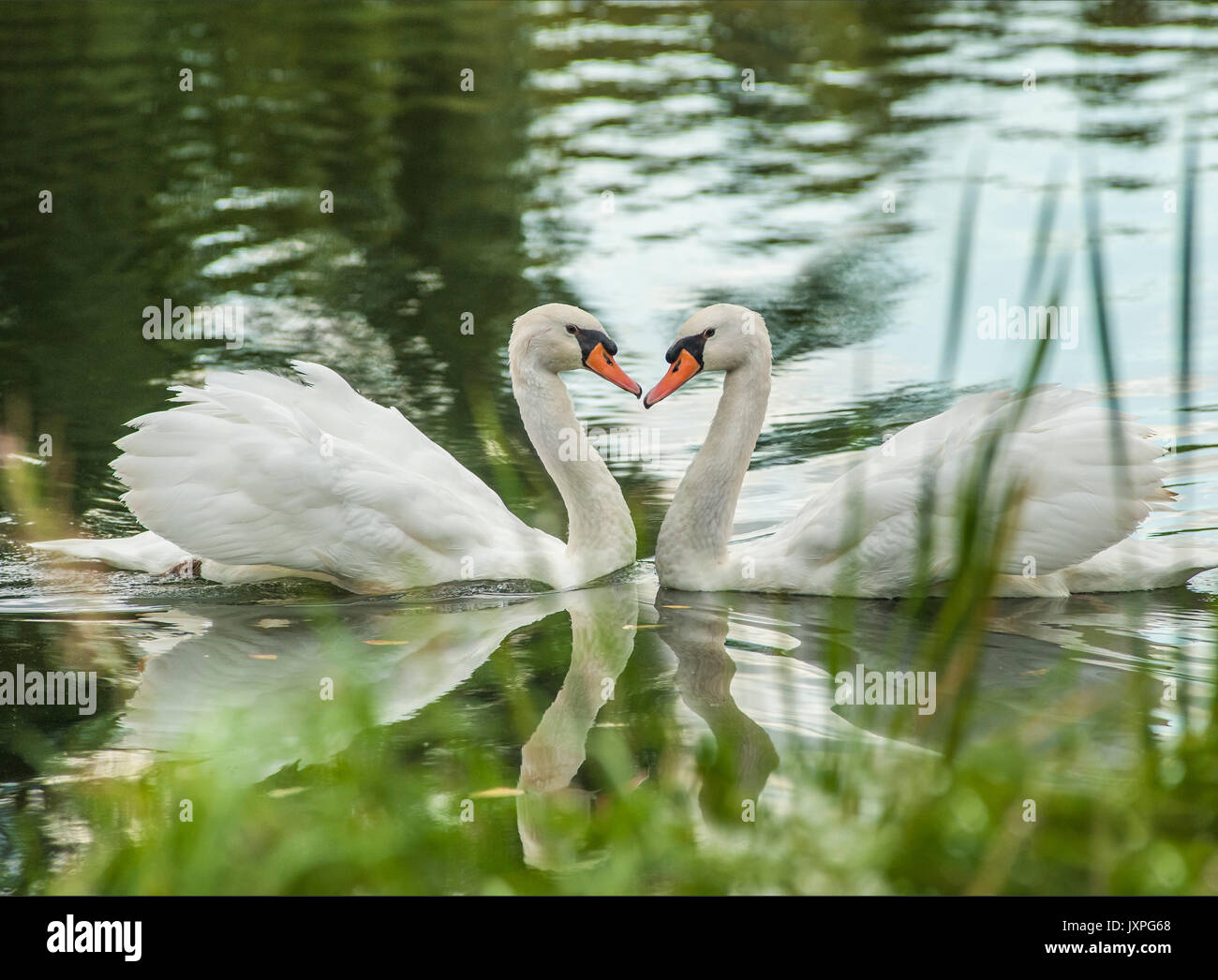 Paar Schwäne schwimmen im Teich Stockfoto