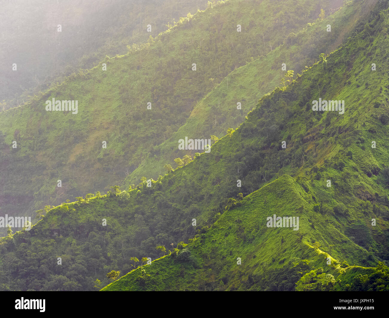 Rain Forest canopy auf Kauai Stockfoto