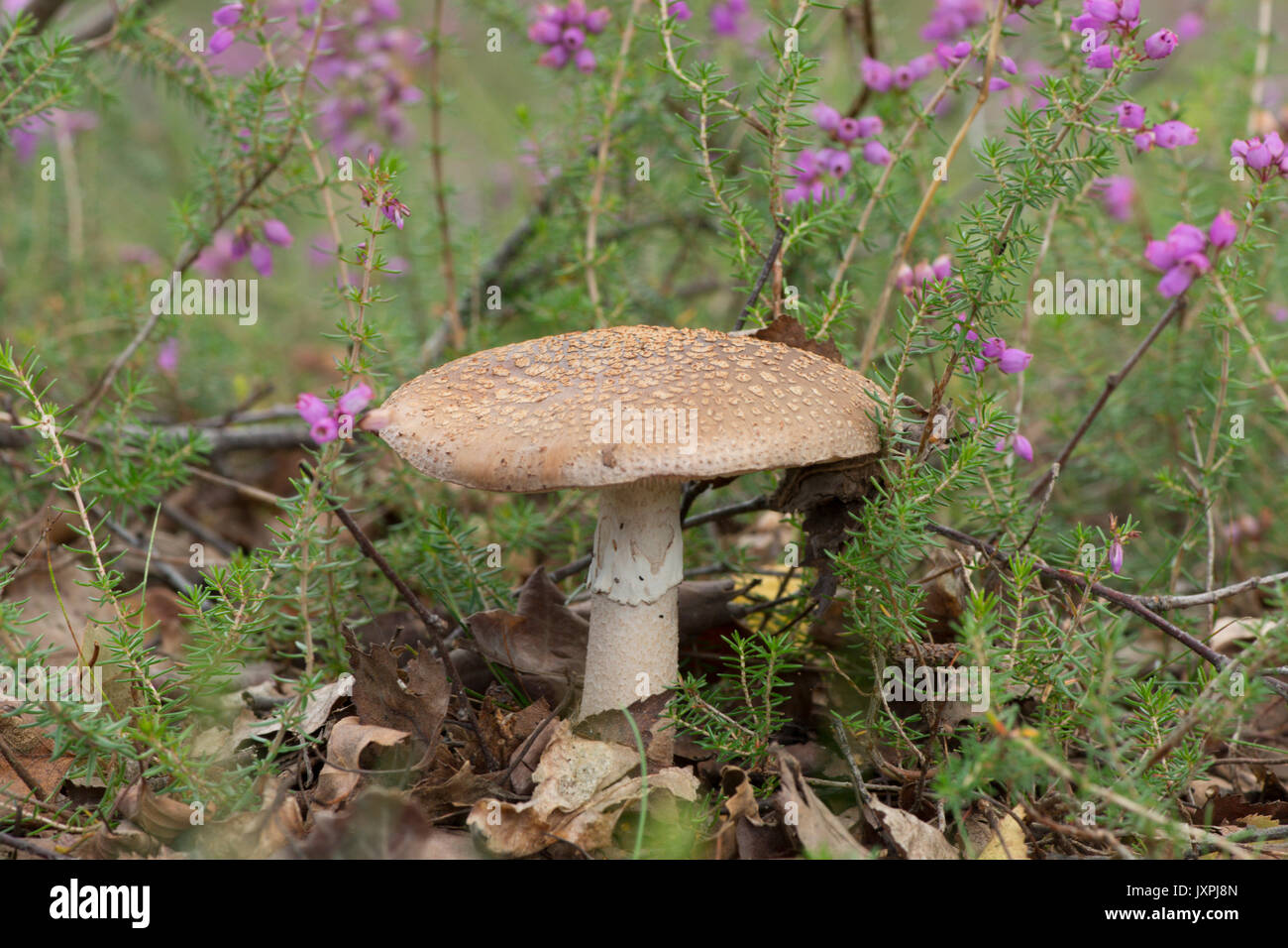 Die Blusher, Amanita rubescens. Fliegenpilz. August. Und iping Stedham Commons, Midhurst, Sussex, UK, Stockfoto