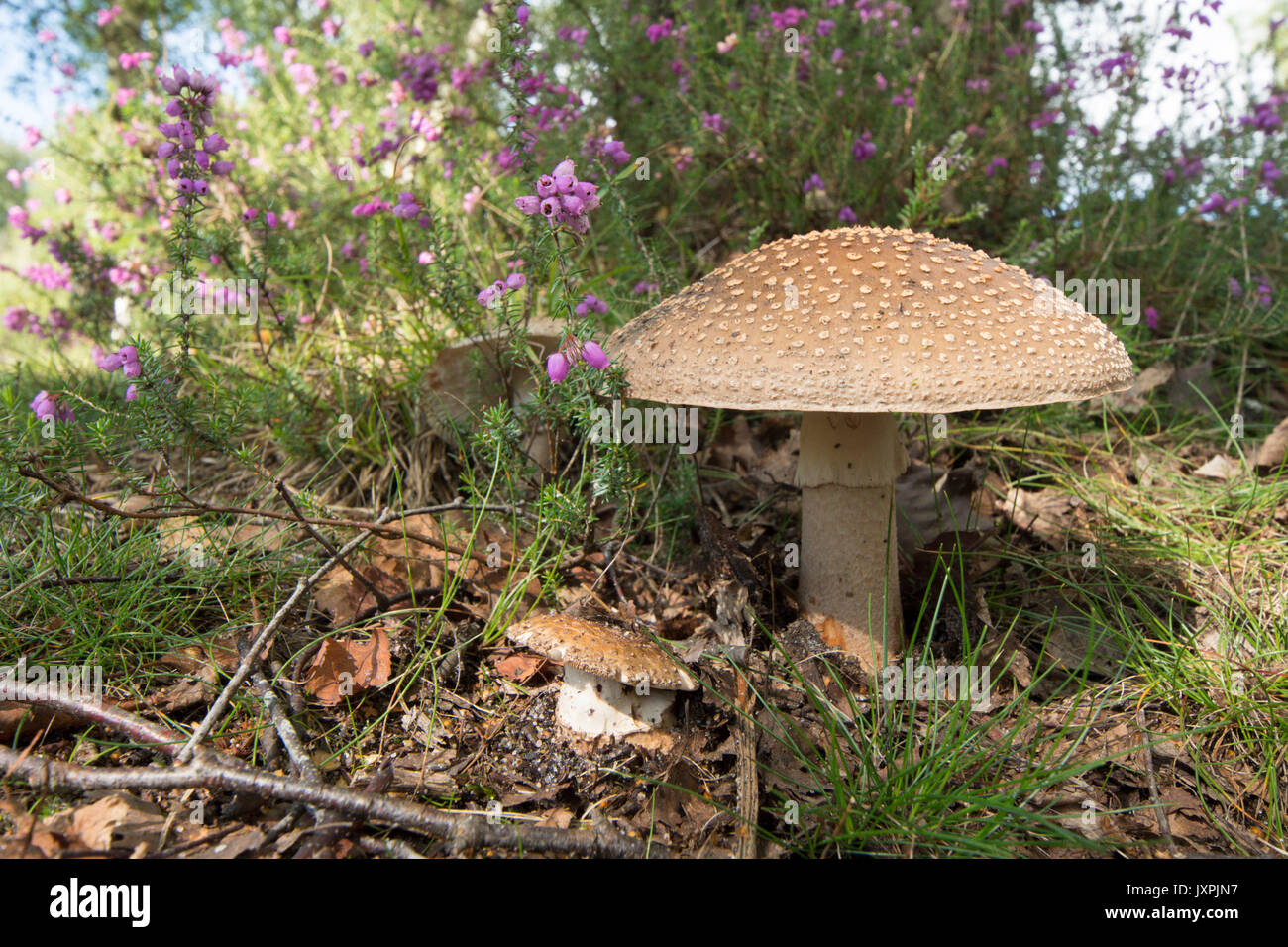 Die Blusher, Amanita rubescens. Fliegenpilz. August. Und iping Stedham Commons, Midhurst, Sussex, UK, Stockfoto