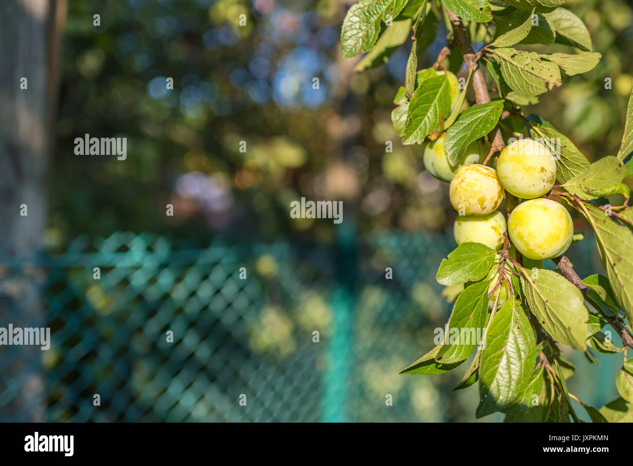 Der Zweig der Sorte Mirabelle, hat einen starken Geschmack und einen angenehmen Geschmack, Sommer Stockfoto