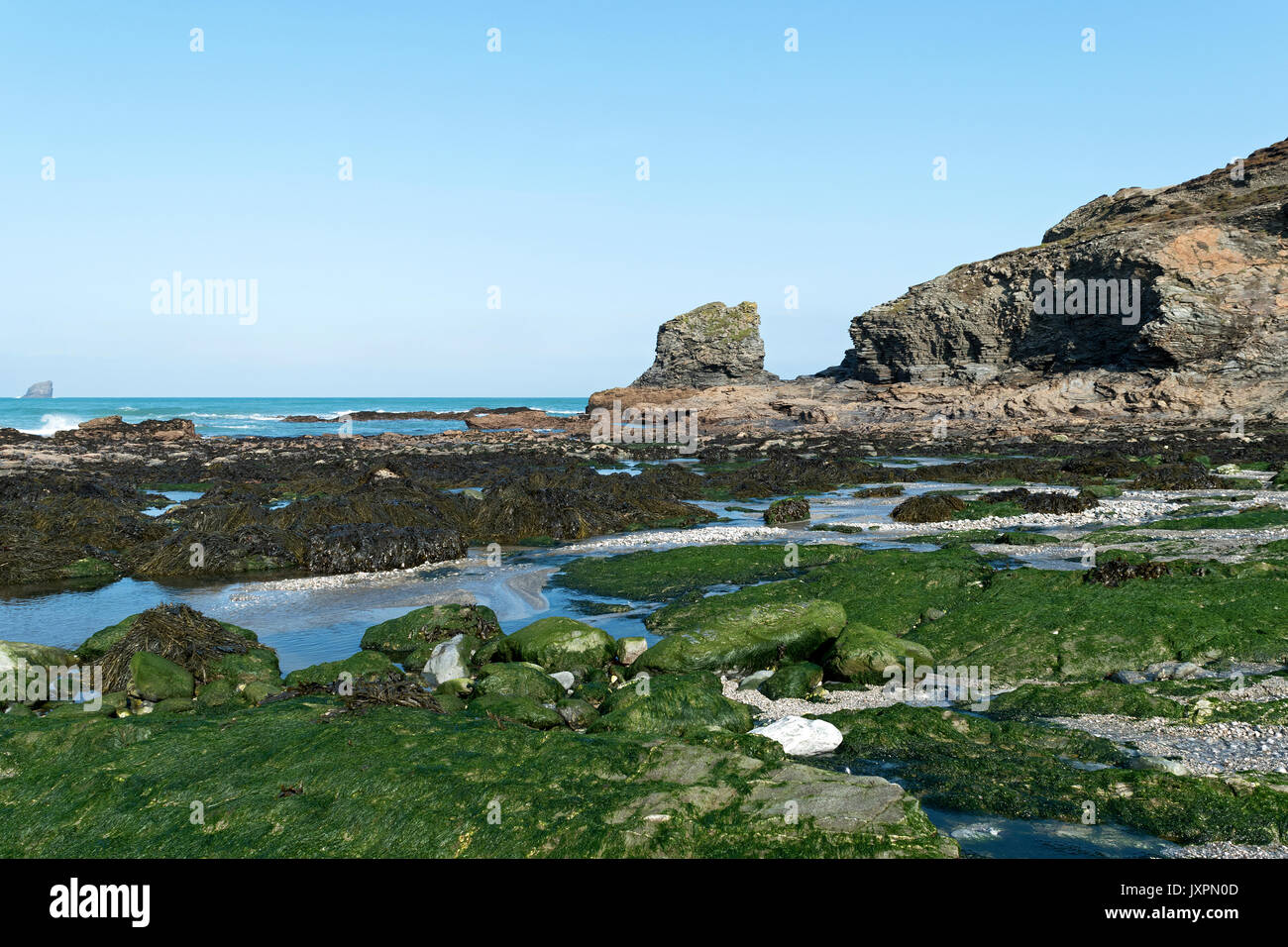 Algen auf Felsen am trevellas Porth in der Nähe von st. Agnes an der Nordküste von Cornwall, England, Großbritannien, Großbritannien, Stockfoto