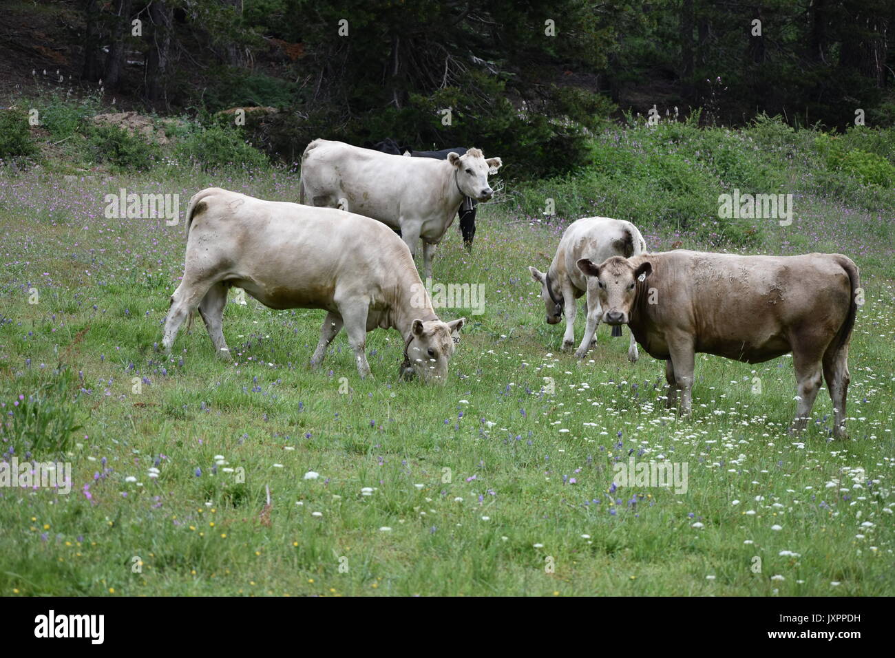 Kühe wandering und Beweidung in den Bergen der Sierra Nevada Stockfoto
