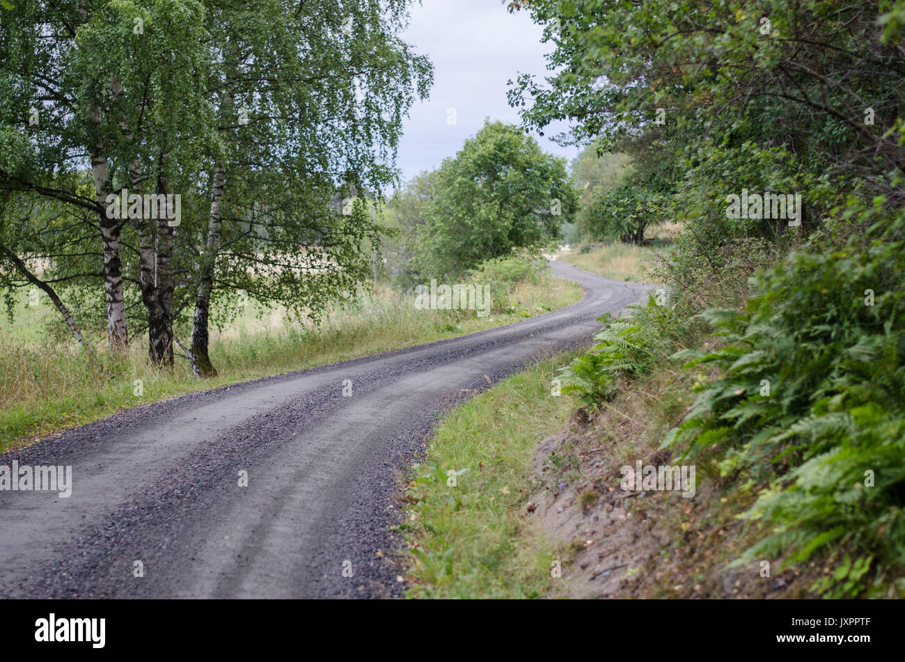 Lange kurvenreiche Straße in Schweden im späteren Sommer. Stockfoto