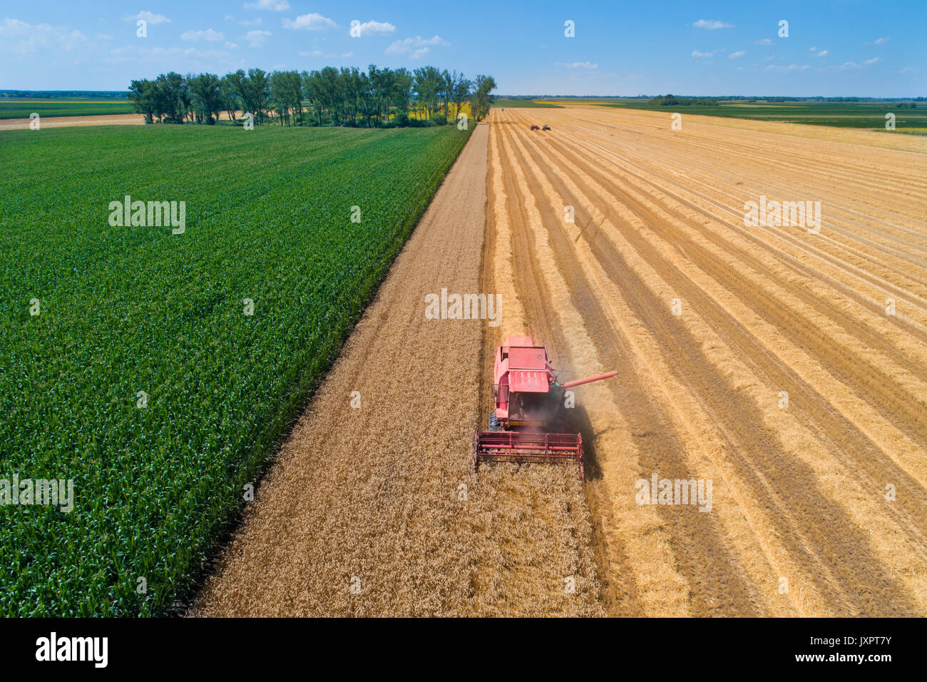 Luftbild des Feldhäckslers arbeiten in Golden Weizenfeld kombinieren. Ernte im Sommer landwirtschaftliche Arbeiten Stockfoto