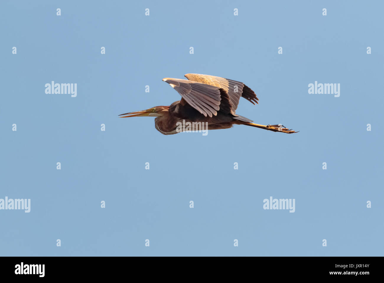 Erwachener Purpurreiher, Ardea purpurea, im Flug mit ausgebreiteten Flügeln vor einem klaren blauen Himmel im Donaudelta, Rumänien, mit langen Beinen und Hals Stockfoto