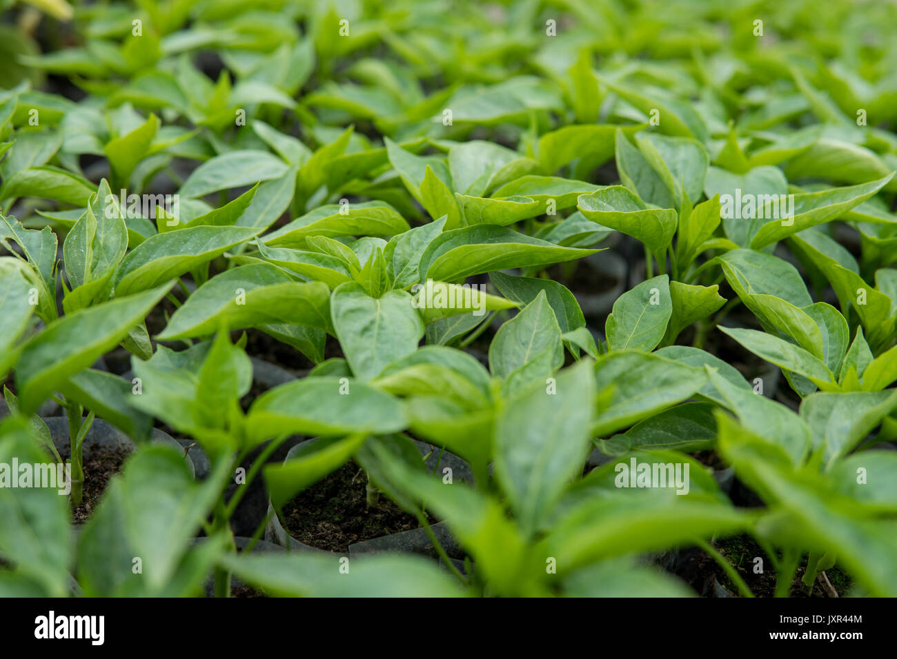 Makro Foto von kleinen Sämlinge von Pfeffer Stockfoto