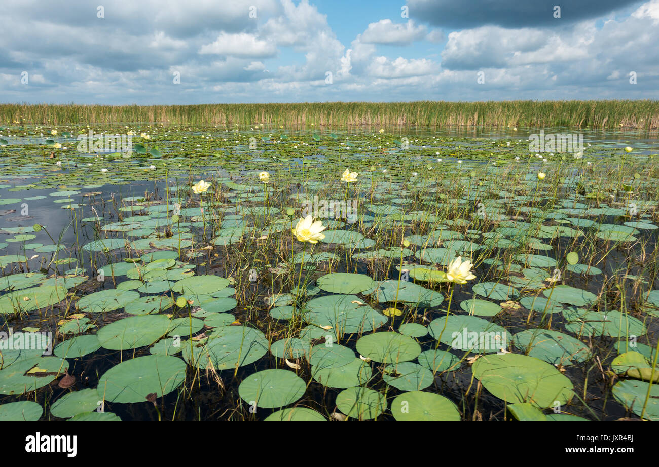 Lake Tohopekaliga in Osceola County, Florida Stockfoto