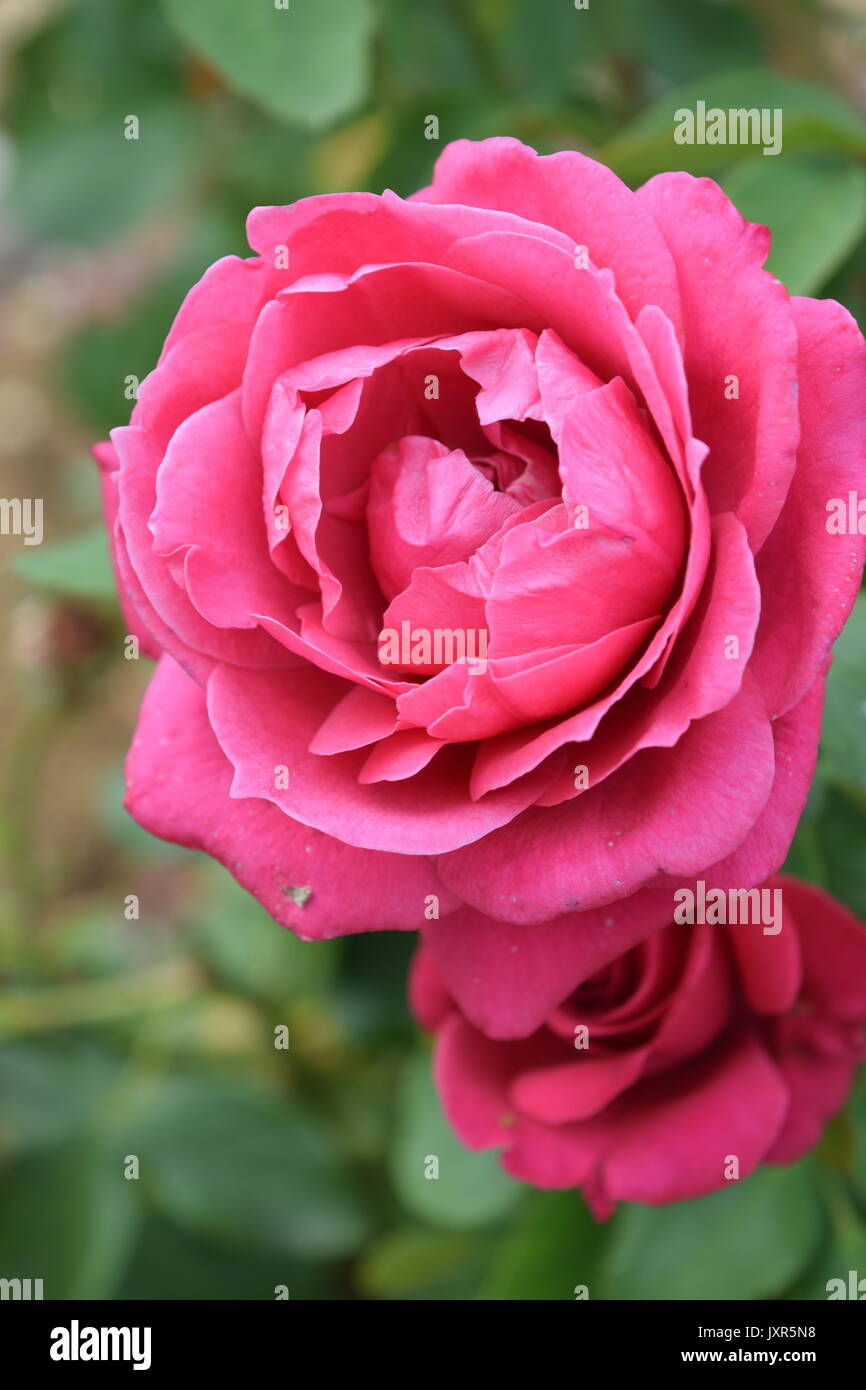 Rosa Rose von Munsinger Garten in St. Cloud, MN Stockfoto