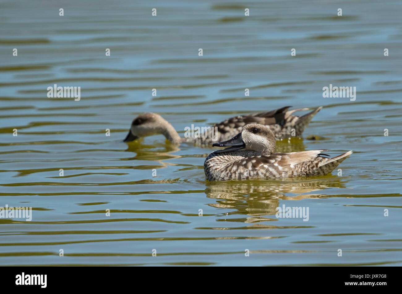 Zwei marmoriert Enten (Marmaronetta angustirostris) Schwimmen im Display Stockfoto