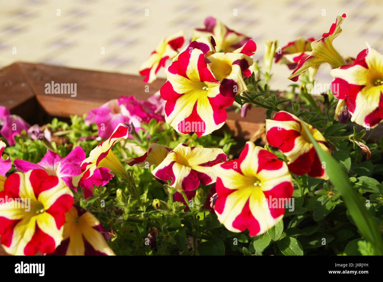 Nahaufnahme der Stadt Straße Dekoration mit hellem petunia Blumen in Holzkiste Stockfoto