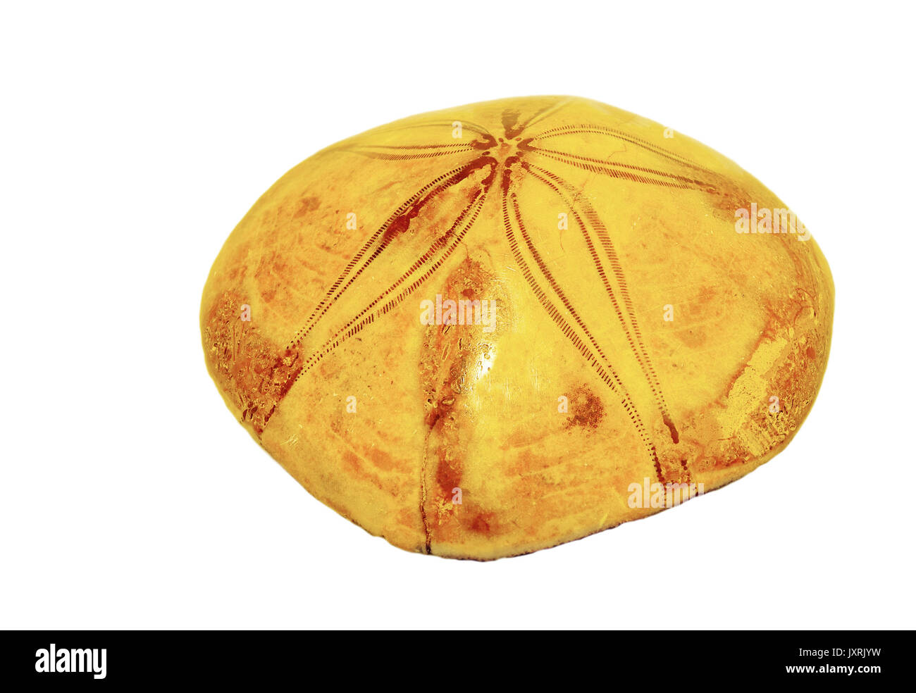 Mesozoikum Sand dollar Clypeasteroid versteinerte Exemplar aus Madagaskar, Seitenansicht Stockfoto