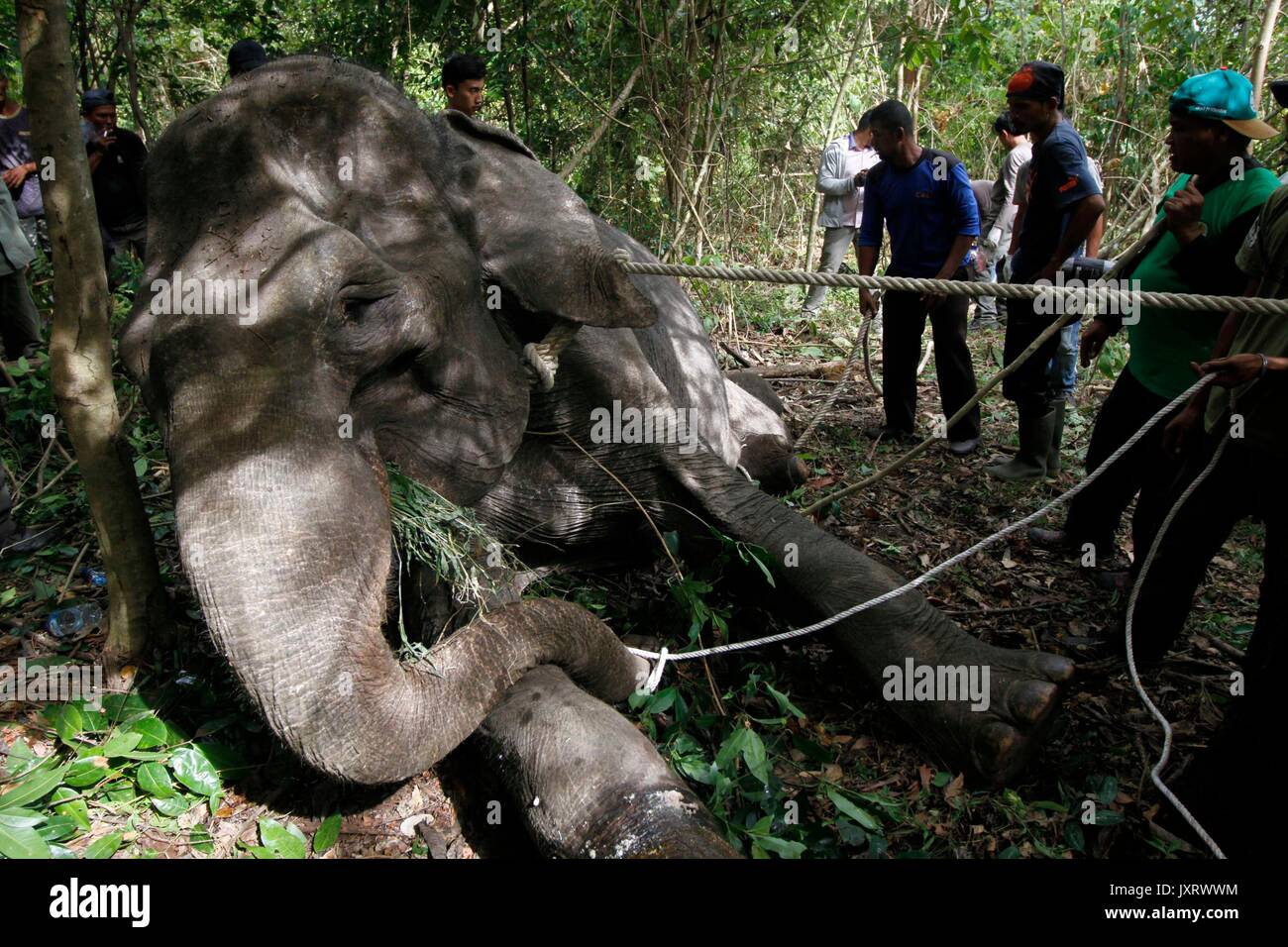 (170816) - in Aceh (Indonesien), August 16, 2017 (Xinhua) - Arbeitnehmer aus Aceh natürlichen Ressourcen Conservation Agency (Bksda) Versuchen, eine Sumatra Elefanten zu untersuchen, nachdem es von den Jägern in Aceh, Indonesien am 12.08.16, 2017 erschossen wurde. BKSDA sagte, dass die Bevölkerung von Sumatra Elefanten hat und in den letzten Jahren zu sinken. (Xinhua / junaidi) Stockfoto