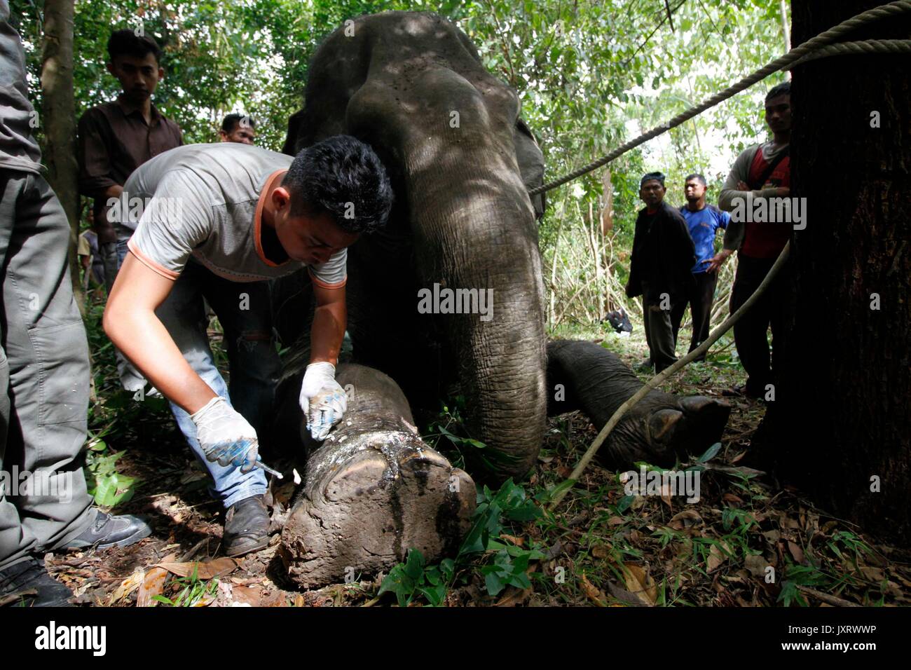 (170816) - in Aceh (Indonesien), August 16, 2017 (Xinhua) - Arbeitnehmer aus Aceh natürlichen Ressourcen Conservation Agency (Bksda) erfassen Sie einen Sumatra Elefanten zu untersuchen, nachdem es von den Jägern in Aceh, Indonesien am 12.08.16, 2017 erschossen wurde. BKSDA sagte, dass die Bevölkerung von Sumatra Elefanten hat und in den letzten Jahren zu sinken. (Xinhua / junaidi) Stockfoto