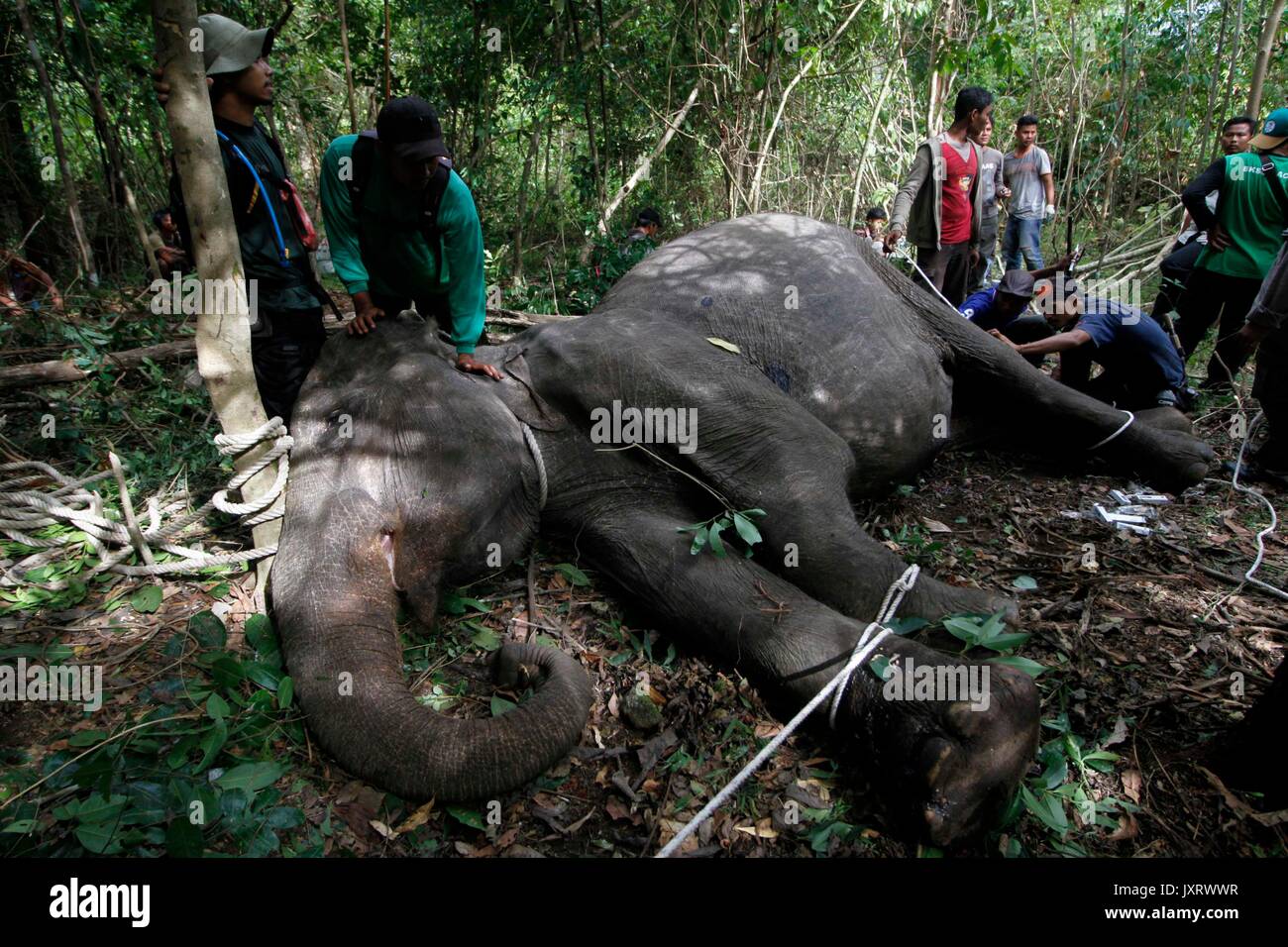 (170816) - in Aceh (Indonesien), August 16, 2017 (Xinhua) - Arbeitnehmer aus Aceh natürlichen Ressourcen Conservation Agency (Bksda) Versuchen, eine Sumatra Elefanten zu untersuchen, nachdem es von den Jägern in Aceh, Indonesien am 12.08.16, 2017 erschossen wurde. BKSDA sagte, dass die Bevölkerung von Sumatra Elefanten hat und in den letzten Jahren zu sinken. (Xinhua / junaidi) Stockfoto