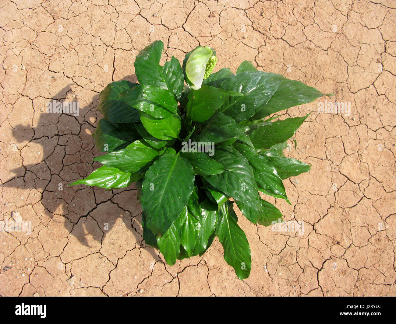Natur Wachstum über Wüste ariden Foto in der Wüste la Tatacoa Neiva, Huila. Stockfoto