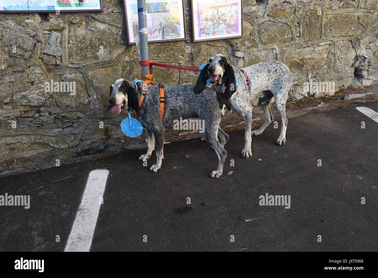 San Rocco (Rom): Fed Award des Hundes 2017. In der Foto: Die Sieger Gino und Gina, französische Jagdhunde mit Silvano Bertini Stockfoto