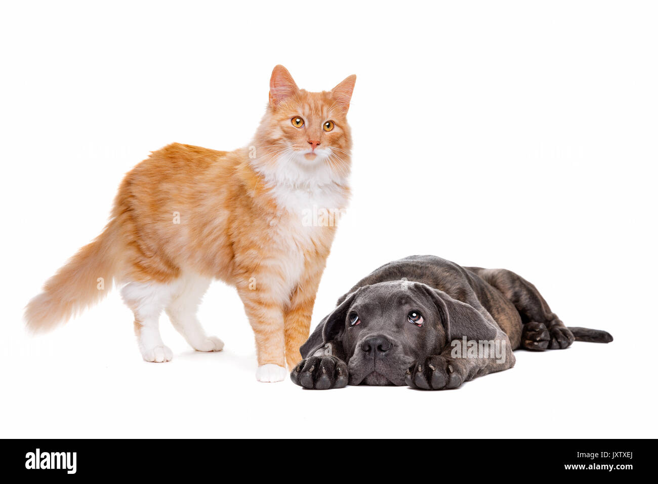 Ständigen Katze und ein Hund Festlegung auf der Vorderseite vor einem weißen Hintergrund Stockfoto