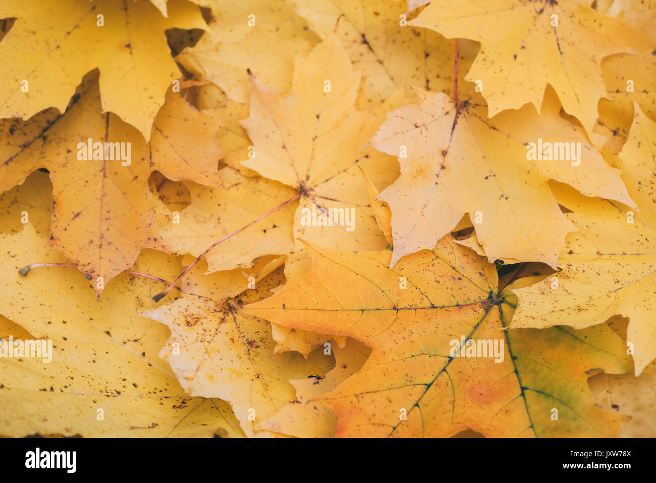 Gefallenen gelb Ahorn Blätter, Herbst Hintergrund Stockfoto