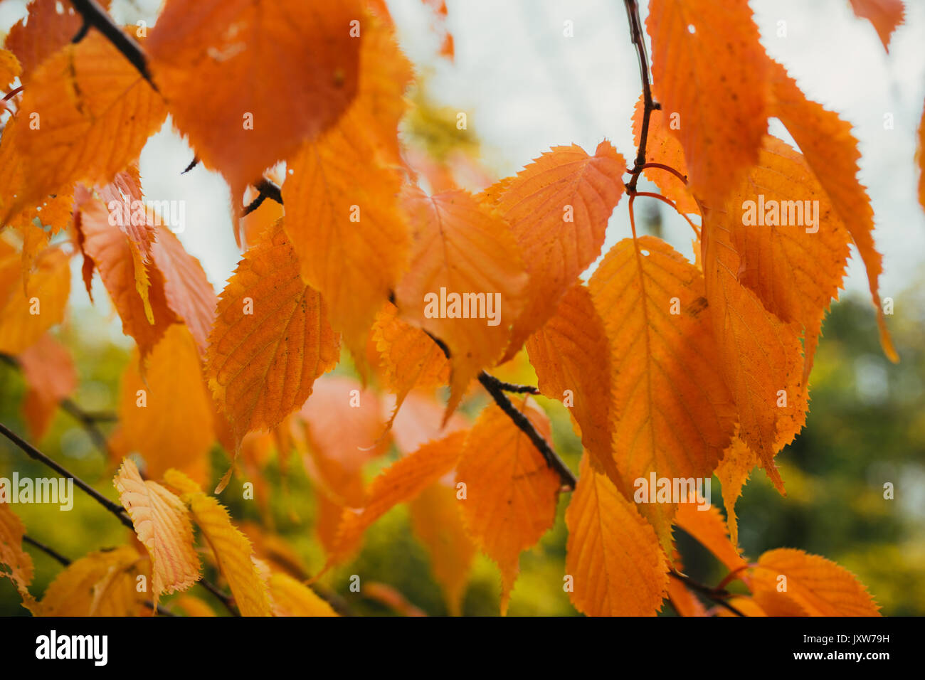 Herbstliche orange Blätter gegen verschwommenen Hintergrund. Herbst Farben Stockfoto