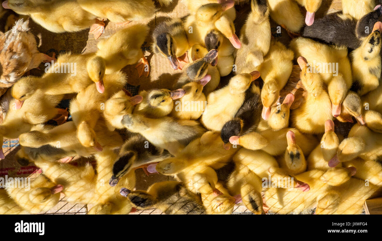 Baby Enten voll in Kisten im Mercado t als Haustiere oder Lebensmittel verkauft werden. Stockfoto