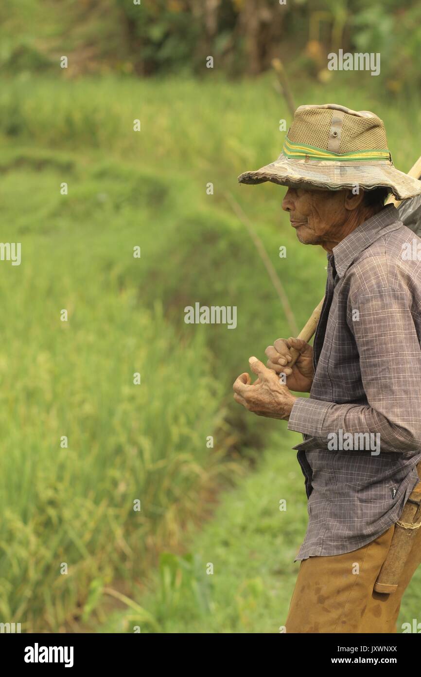 Asiatische alten Bauern, alter Mann, alter Mann, Landwirt, Mann in Reisfeldern, Asien Kultur, alte Mann Gesicht, Asien, Asien lokalen Bauern, Landwirte, Asien Bauer, Stockfoto