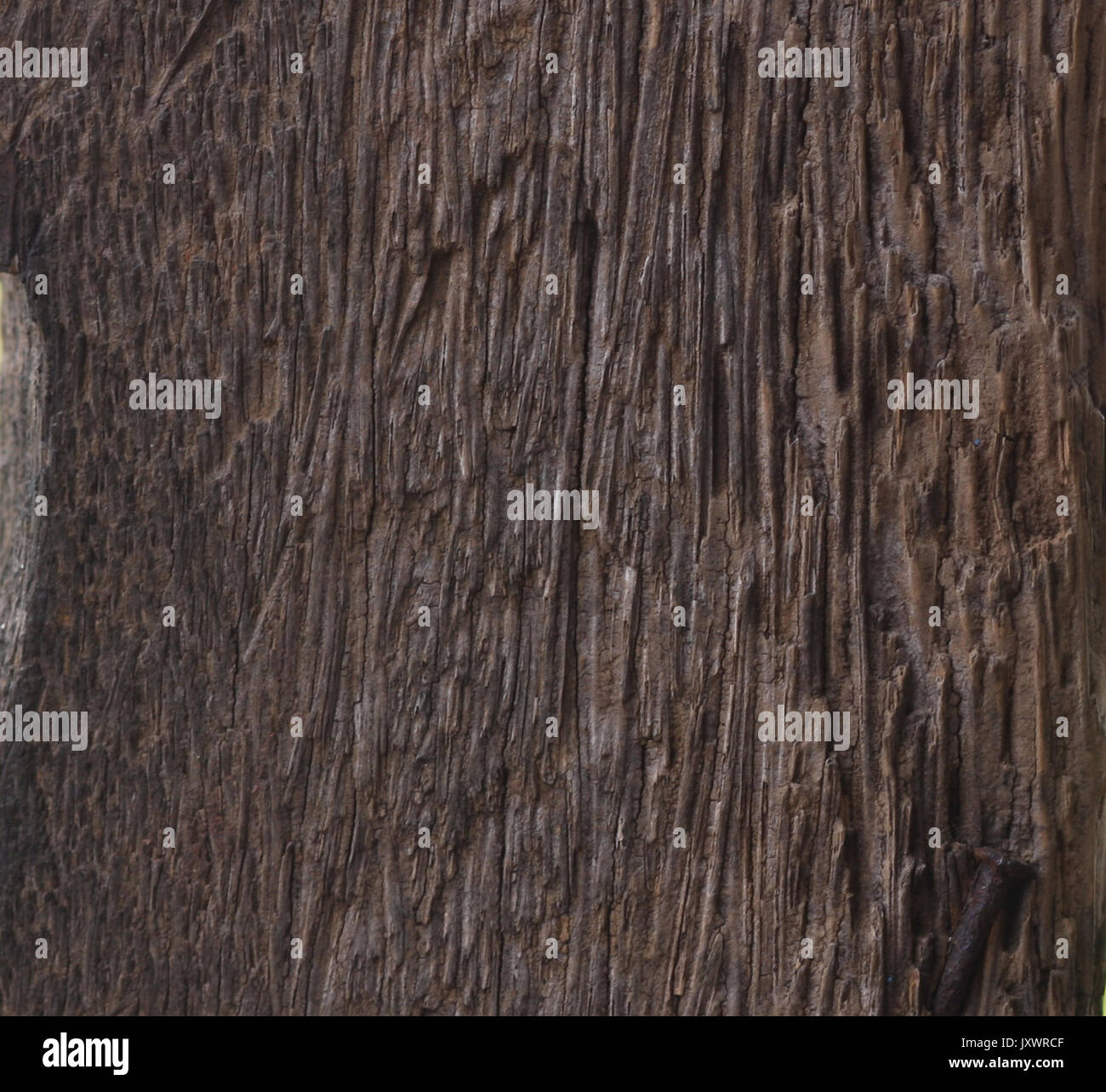 Textur, Holzstruktur, Abstract, Abstrakt Hintergrund, Natur Stockfoto