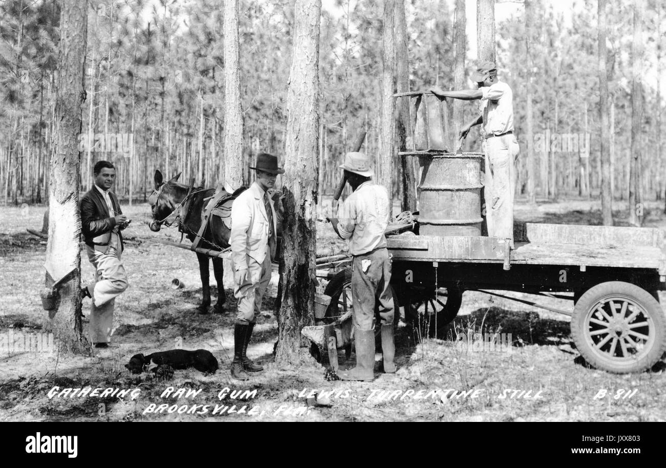 Vier Männer, darunter zwei fein gekleidete kaukasische Männer und zwei afroamerikanische Männer, die arbeiten, um rohes Gummi zu sammeln, einer auf einem Wagen, der von einem Pferd getragen wird, stehen in einem Waldgebiet, möglicherweise in Brooksville, Florida, 1915. Stockfoto