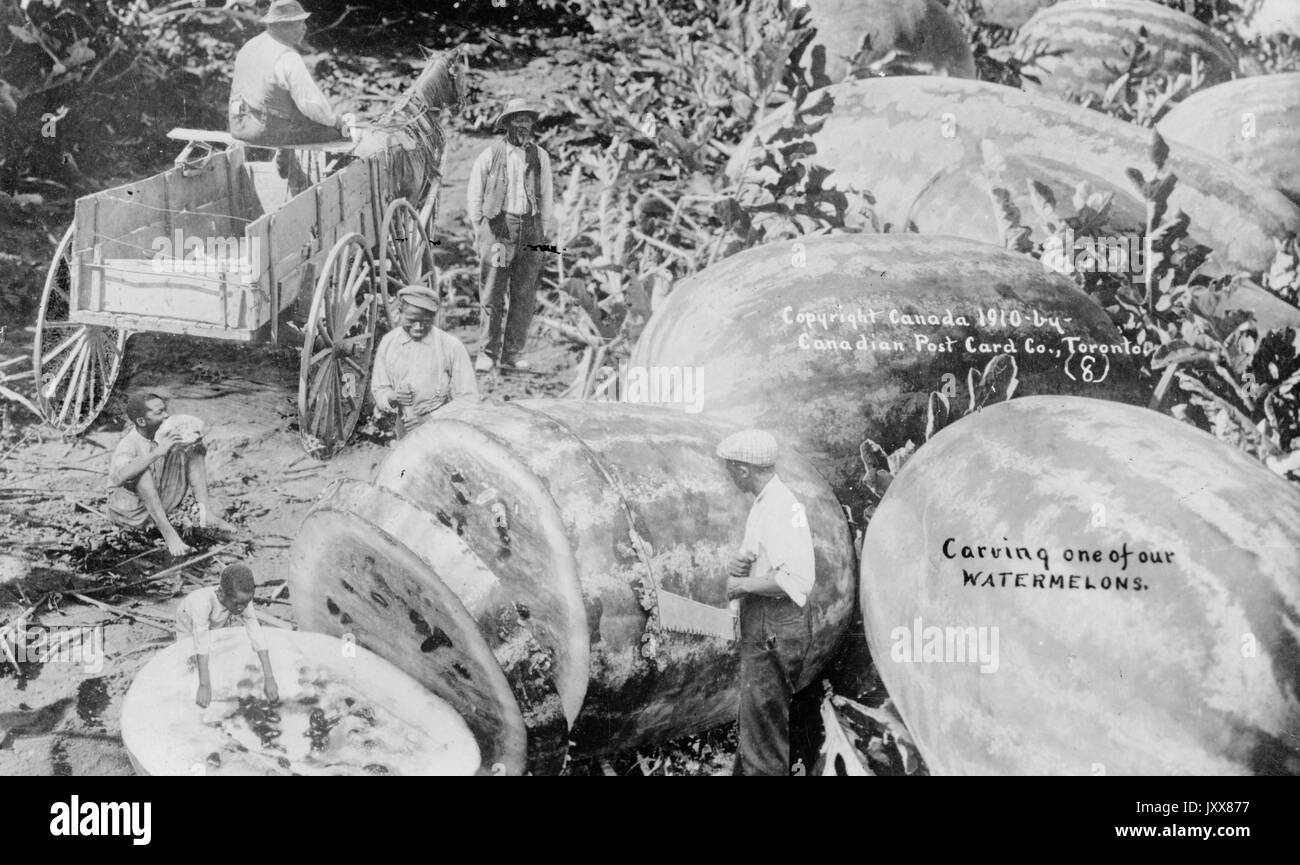 Eine rassisch voreingenommene Darstellung afroamerikanischer Männer, die übergroße Wassermelonen ernten und schneiden, während ein Mann einen Pferdewagen fährt, zwei Männer eine Wassermelone sahen und ein junger Mann isst, 1910. Stockfoto