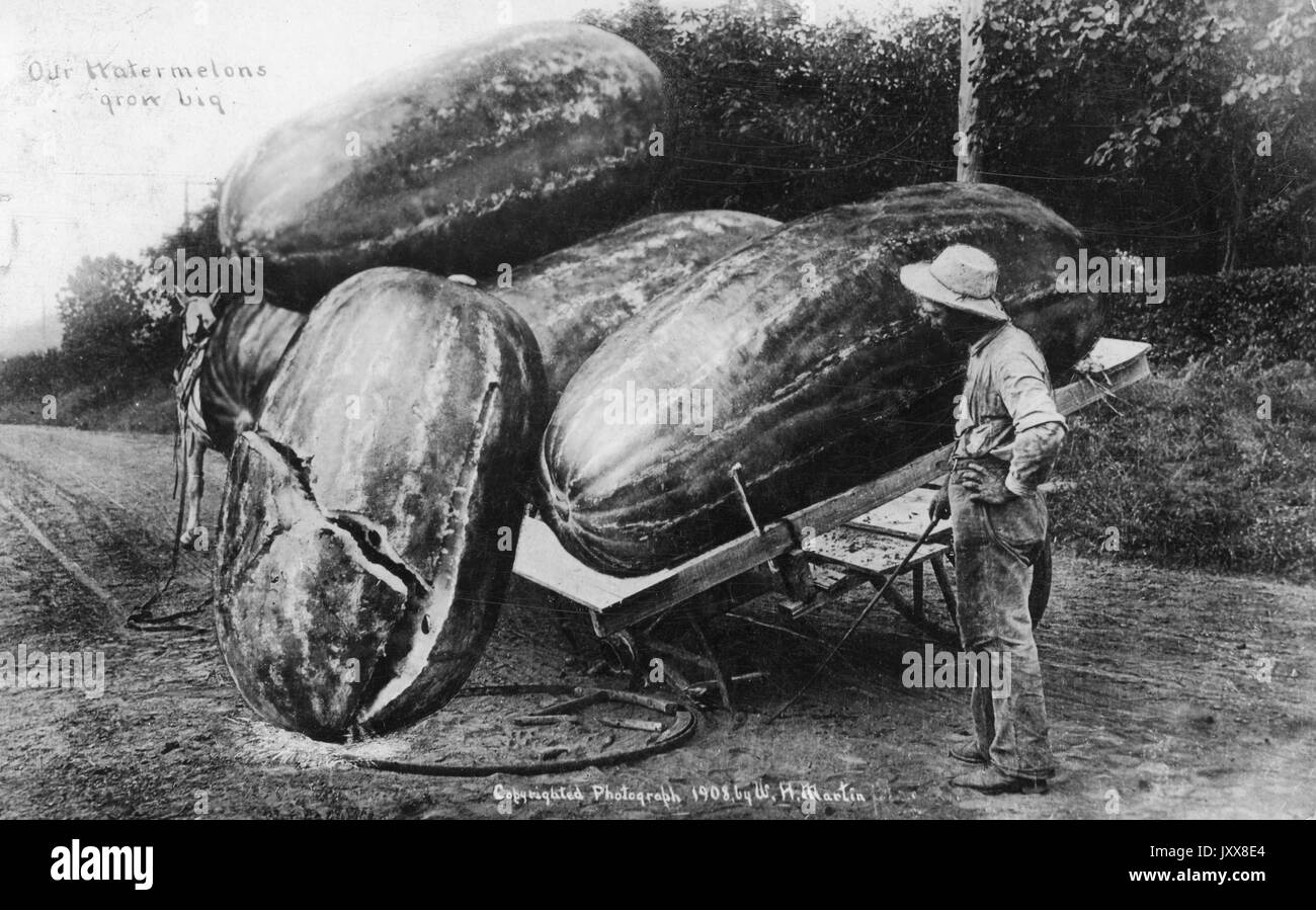 Ein afroamerikanischer Mann steht auf einem Weg in einem ländlichen Gebiet mit einem Pferdewagen, der unter dem Gewicht mehrerer überdimensionierter Wassermelonen zerbrochen ist, mit dem rassisch voreingenommenen Satz "Unsere Wassermelonen wachsen groß", 1908. Stockfoto