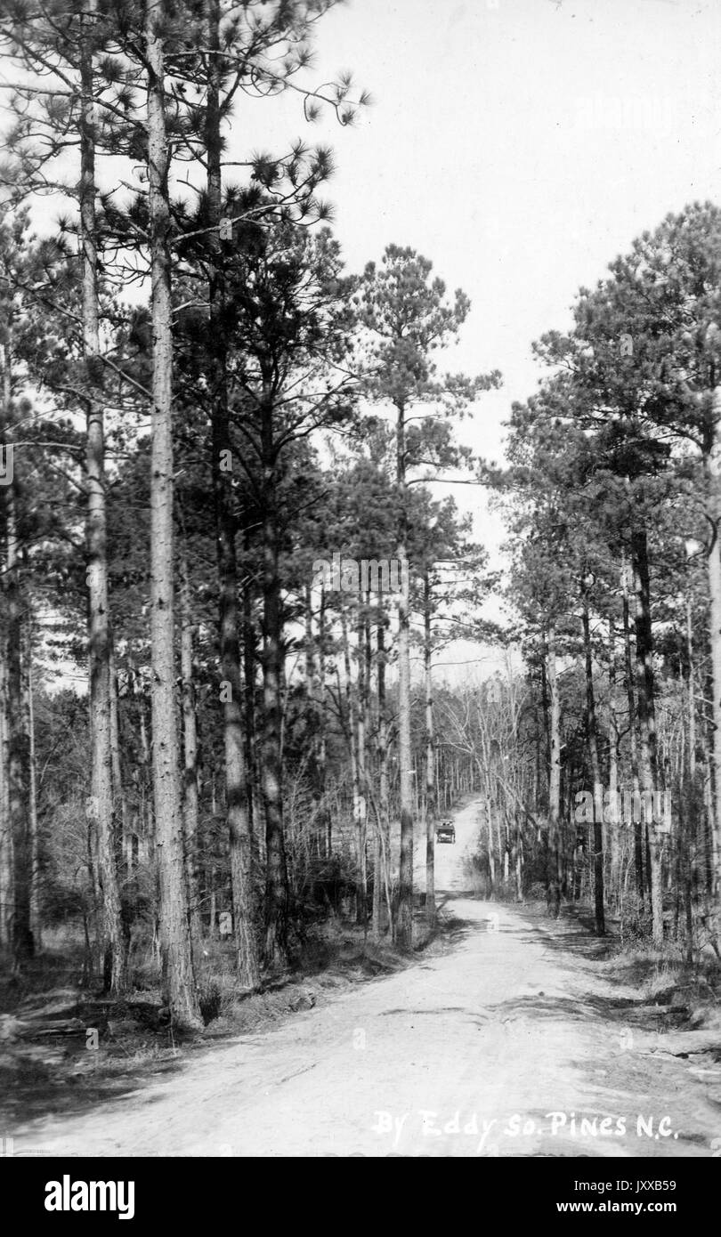Hohe Bäume Futter Schmutz Durchgang, Wagen reiten auf Durchgang, 1915. Stockfoto