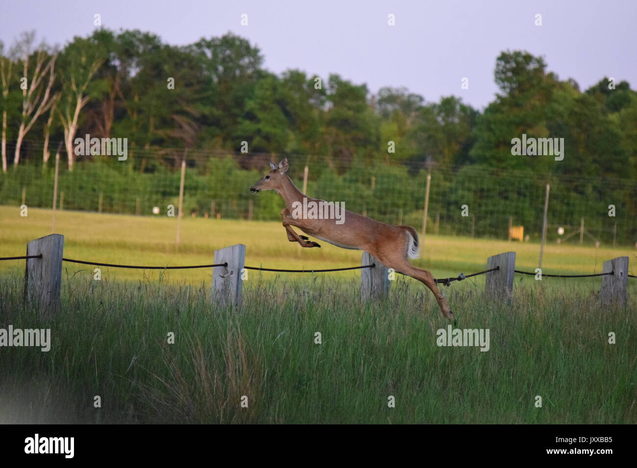 Rehe springen Zaun Stockfoto