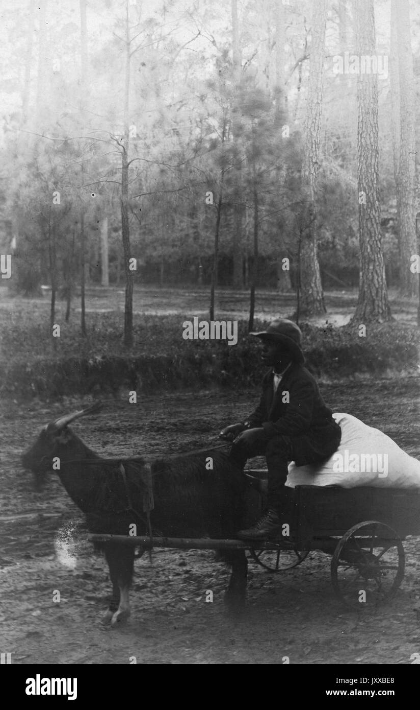 In voller Länge sitzendes Porträt eines jungen afroamerikanischen Jungen, der auf einem Wagen sitzt, getragen von einer Ziege, draußen vor Bäumen auf Schmutz sitzend, 1915. Stockfoto