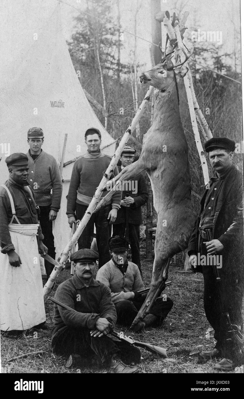 Sechs reife kaukasische Jäger, die Waffen tragen, und ein afroamerikanischer Koch in einer Schürze und ein Messer tragen, werden um einen Hirsch gesammelt, der getötet und an Baumgliedern durch das Geweih befestigt worden ist, um geschlachtet zu werden, 1915. Stockfoto