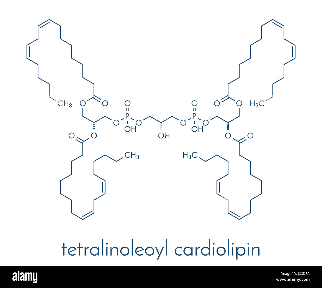 Cardiolipin (tetralinoleoyl cardiolipin) Molekül. Wichtiger Bestandteil der inneren Membran der Mitochondrien. Skelettmuskulatur Formel. Stockfoto