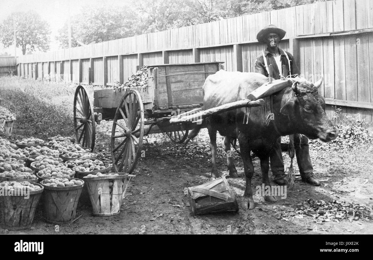 Ein afroamerikanischer Arbeiter steht neben einem Stier, der einen Wagen neben einer Gruppe von Körben voller Nahrung trägt, 1920. Stockfoto