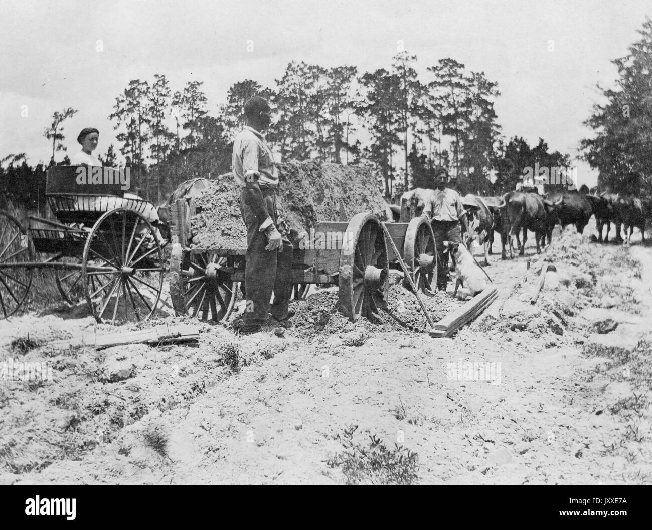 Afroamerikanische Arbeiter stehen draußen neben einer Reihe von Wagen auf einem Weg in einem klaren Waldgebiet, mit einer Reihe von Bullen vor, 1920. Stockfoto