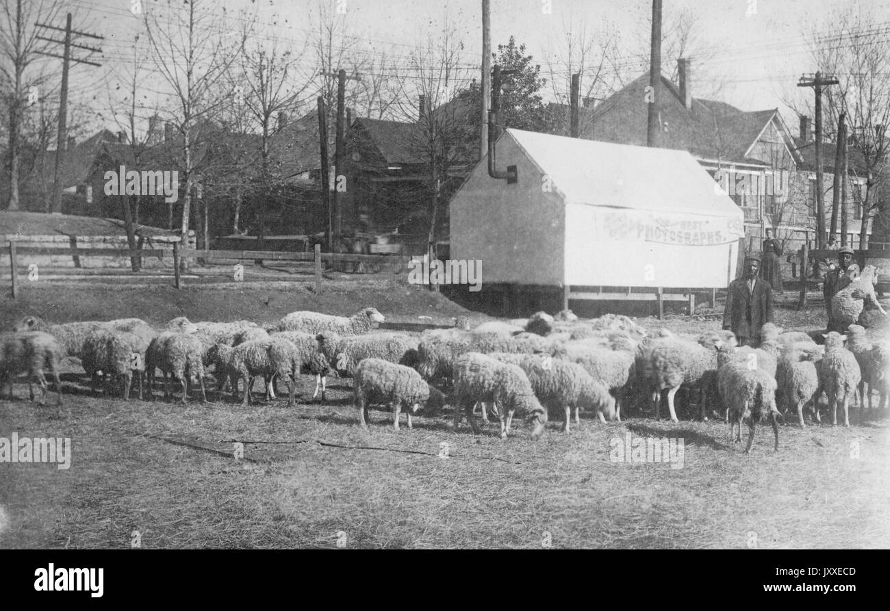 Zwei afroamerikanische Männer sind unter einer großen Gruppe von Schafen, die auf einem Feld weiden, gibt es Häuser im Hintergrund und eine helle Schuppen vor ihnen, einer der Männer hält ein Schaf, Februar 1920. Stockfoto