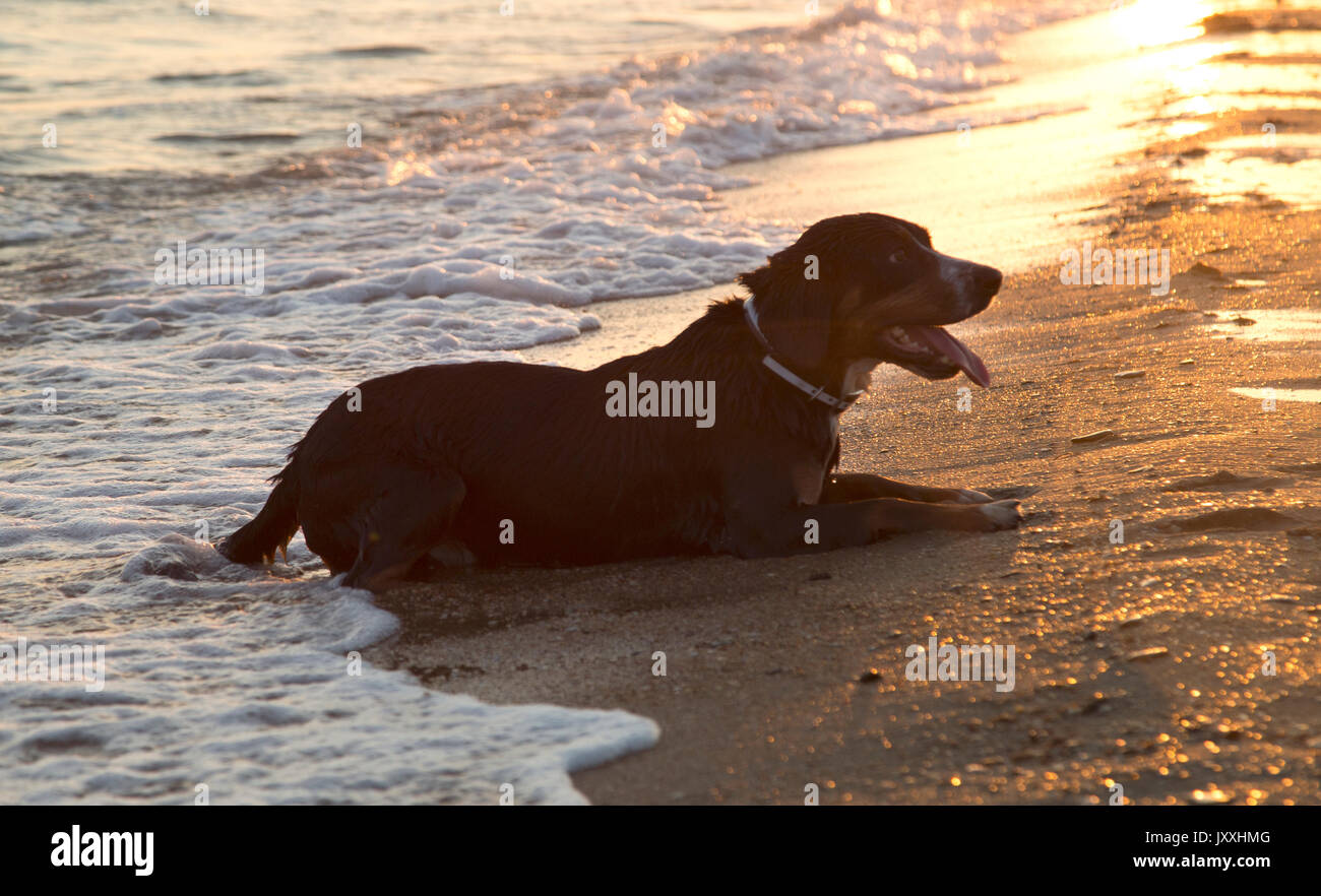Entlebucher Sennenhund auf dem Meer Strand entspannen nach dem Schwimmen bei Sonnenuntergang. Stockfoto
