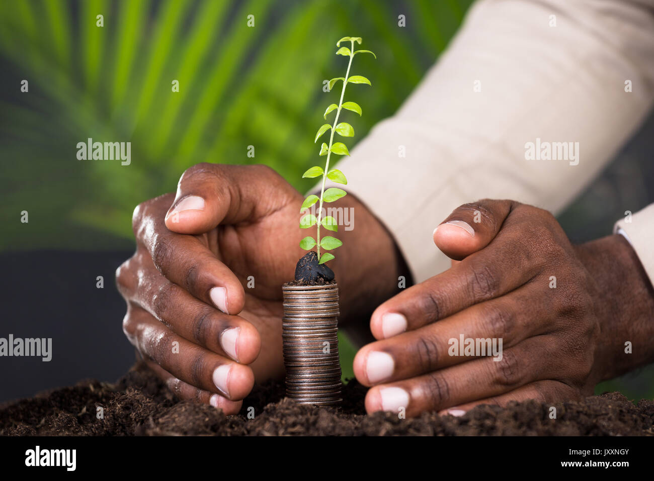 In der Nähe der Person schützende Hand Sapling auf Gestapelte Münzen Stockfoto