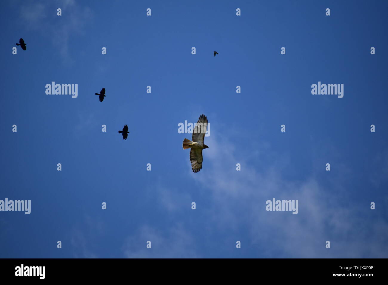Red tailed Hawk durch jagte Amseln Stockfoto