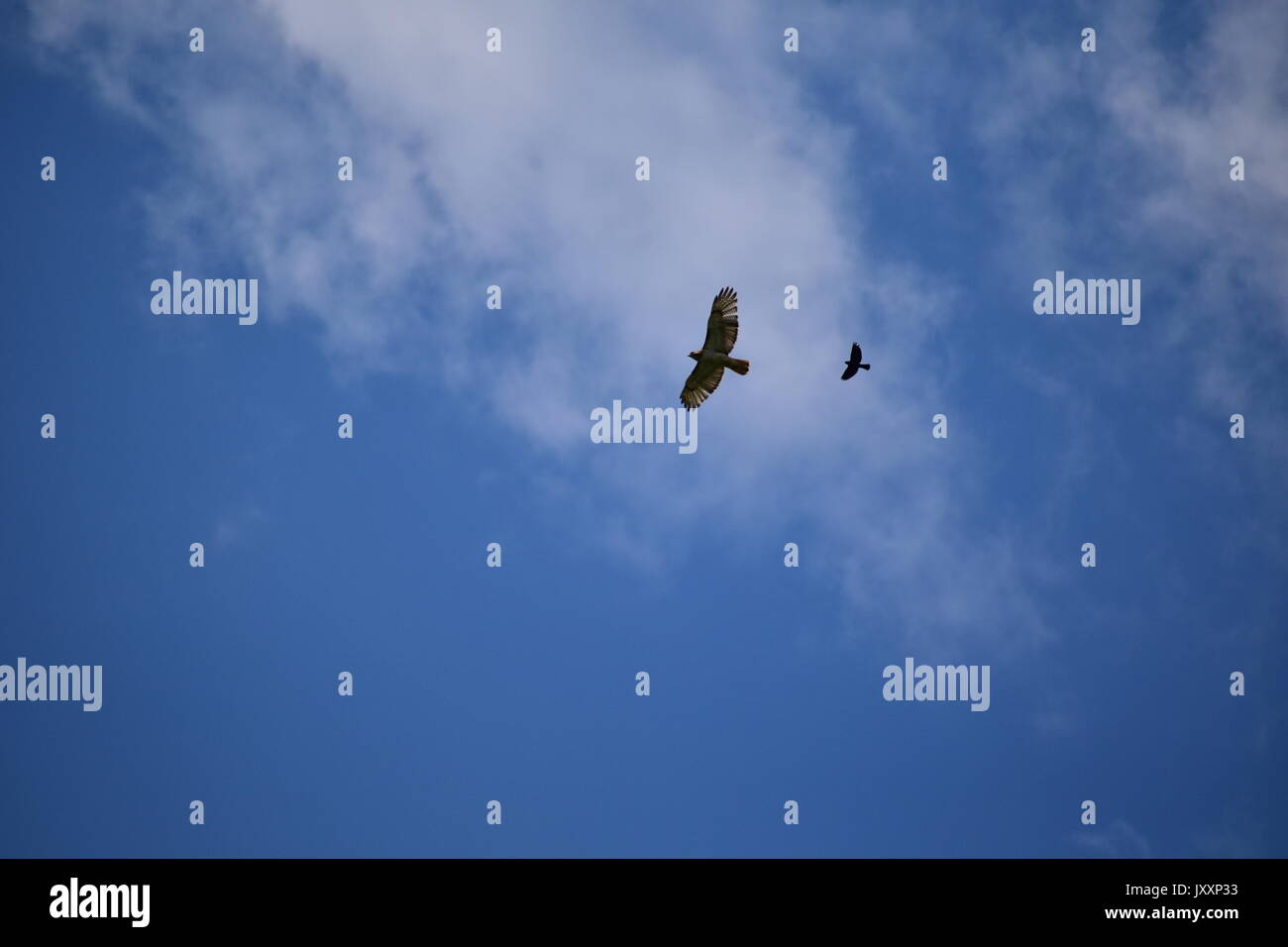 Red tailed Hawk durch jagte Amseln Stockfoto