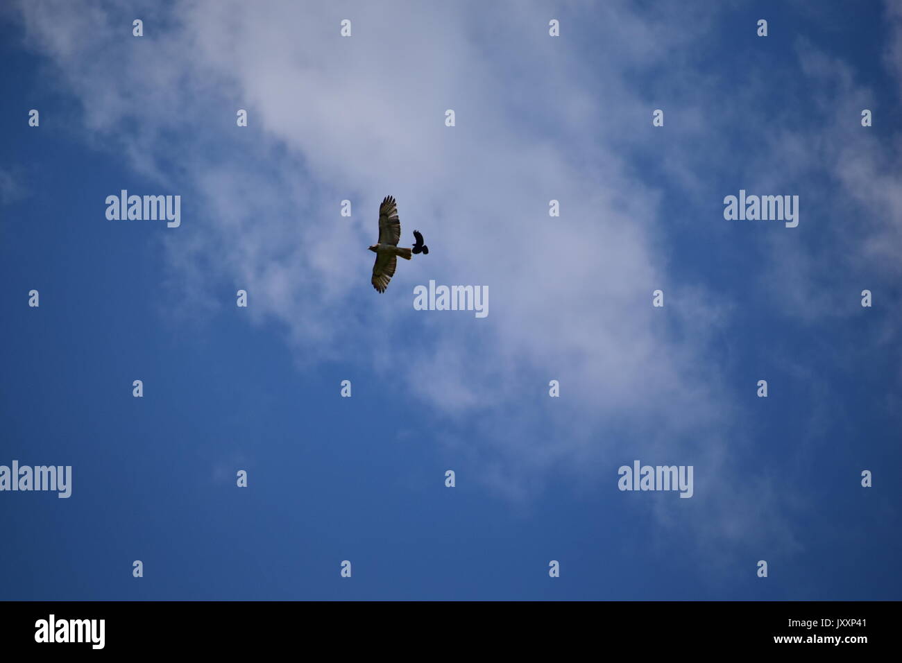 Red tailed Hawk durch jagte Amseln Stockfoto