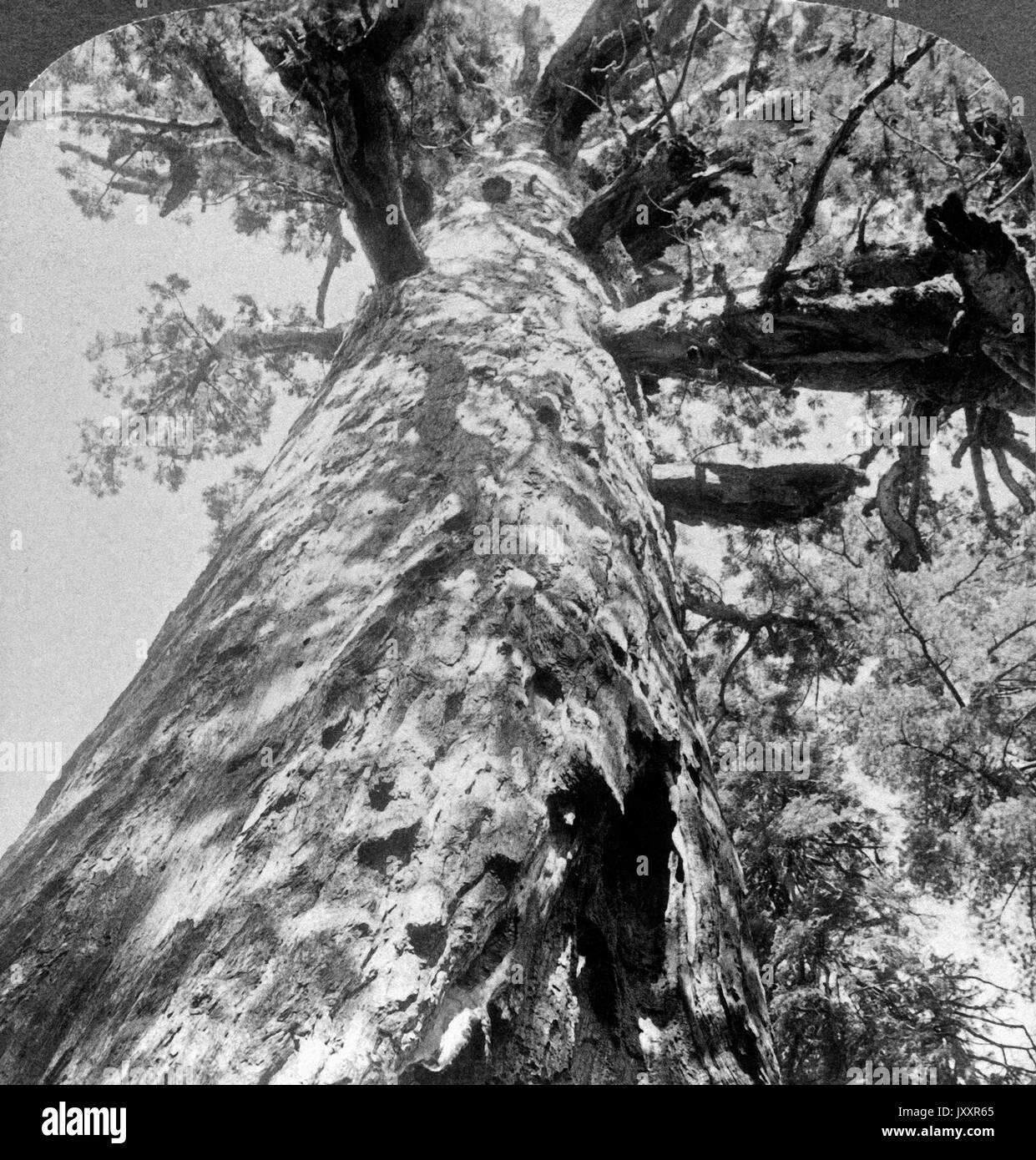 Werft den Kopf zurück und schaut auf zum'Grizzly Giant", Mariposa Grove, Kalifornien, USA 1902. Kopf zurück werfen und bis zu 'Grizzly Giant look" in Mariposa Grove, Kalifornien, USA 1902. Stockfoto