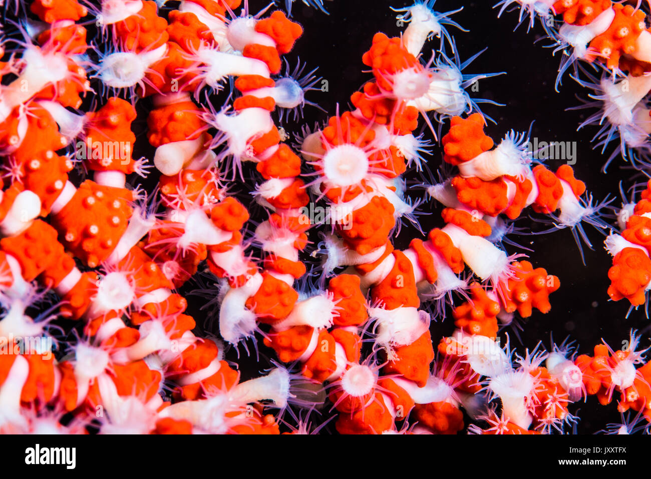 Viele ring Seeanemonen (Peronanthus sp3) Anhängen an den gorgonien Filialen. Owase, Mie, Japan. -18m Stockfoto