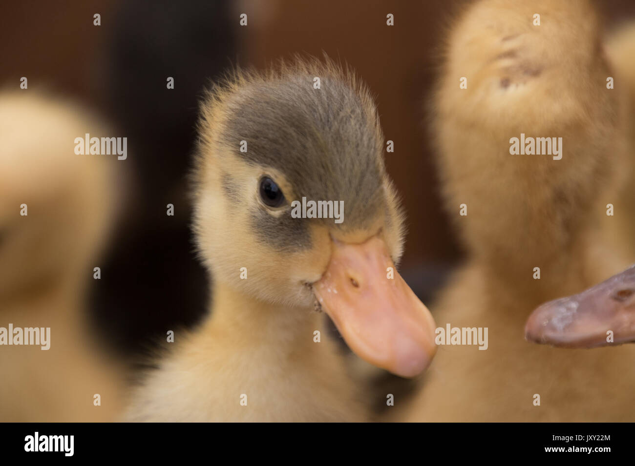 Baby Enten voll in Kisten im Mercado als Haustiere oder Lebensmittel verkauft werden. Stockfoto